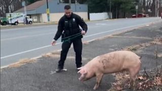 Une vidéo tournée et publiée par la police de Deptford township aux États-Unis donne une idée de la course-poursuite engagée par les agents après un porc fugueur dans la ville. Une vidéo tournée et publiée par la police de Deptford township aux États-Unis donne une idée de la course-poursuite engagée par les agents après un porc fugueur dans la ville.