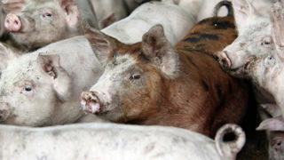 Le ministère de l'Agriculture a présenté le 19 décembre 2023 le nouveau plan national d'action de prévention de la peste porcine africaine (PPA). Le ministère de l'Agriculture a présenté le 19 décembre 2023 le nouveau plan national d'action de prévention de la peste porcine africaine (PPA).