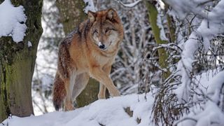 La Commission propose que le statut du loup passe de « strictement protégé » à « protégé ». La Commission propose que le statut du loup passe de « strictement protégé » à « protégé ».