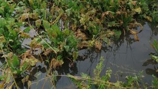 Dans les zones les plus affectées par les inondations, il reste 2 500 hectares de betteraves à arracher. 300 hectares seront très difficiles à sortir. Dans les zones les plus affectées par les inondations, il reste 2 500 hectares de betteraves à arracher. 300 hectares seront très difficiles à sortir.