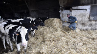 Un salarié dans le Vexin qui étale la paille dans les enclos de genisses. Un salarié dans le Vexin qui étale la paille dans les enclos de genisses.