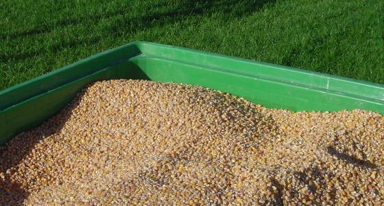 Grains de maïs