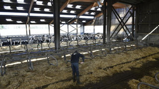Un salarié agricole nettoie les logettes d'un élevage laitier dans la Manche. Un salarié agricole nettoie les logettes d'un élevage laitier dans la Manche.
