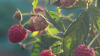 Rubus idaeus Mademoiselle Françoise®.