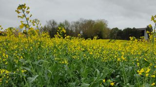 Le colza de printemps ne se substitue pas à un colza d'hiver, mais est intéressant quand ce dernier ne peut plus être cultivé. Le colza de printemps ne se substitue pas à un colza d'hiver, mais est intéressant quand ce dernier ne peut plus être cultivé.