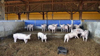 La production porcine française a continué de s'éroder en 2023. La production porcine française a continué de s'éroder en 2023.