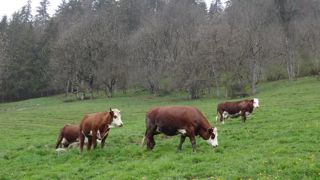 La filière Viandes des Pays de l'Ain, créée en 2018, regroupe 65 éleveurs bovins, mais la viande n'est valorisée qu'à 80 % du coût de production. La filière Viandes des Pays de l'Ain, créée en 2018, regroupe 65 éleveurs bovins, mais la viande n'est valorisée qu'à 80 % du coût de production.