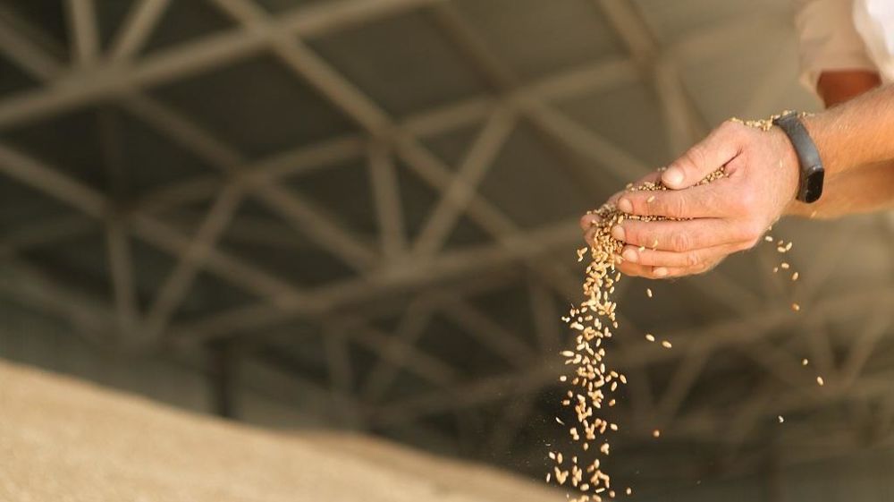 Main avec grains de blé dans un silo