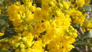 Comme les autres variétés de mahonia, « Winter sun » offre une floraison hivernale. Comme les autres variétés de mahonia, « Winter sun » offre une floraison hivernale.