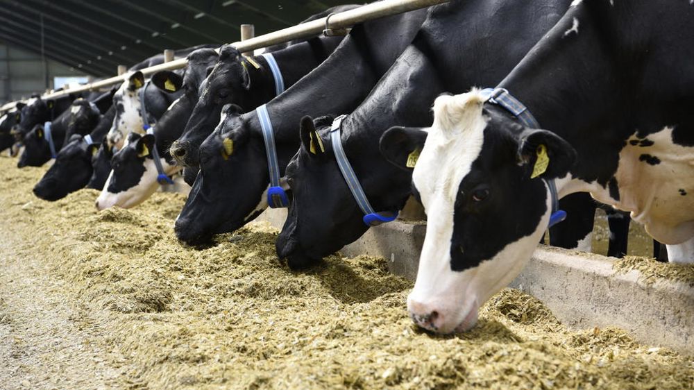 Le nombre de foyers de la maladie hémorragique épizootique évolue peu depuis quelques semaines.