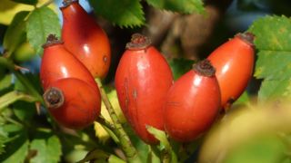 Le fruit de l’églantier se consomme transformé en gelée, sirop ou confiture. Le fruit de l’églantier se consomme transformé en gelée, sirop ou confiture.