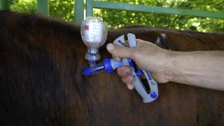Le sérotype 8 du virus de la fièvre catarrhale ovine a la capacité de passer la barrière placentaire. Les animaux reproducteurs sont donc à vacciner en priorité. Le sérotype 8 du virus de la fièvre catarrhale ovine a la capacité de passer la barrière placentaire. Les animaux reproducteurs sont donc à vacciner en priorité.
