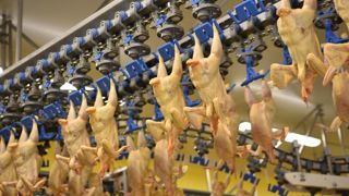 Dans l'Union européenne à 27, les abattages de poulets ont progressé de 3,9 % en cumul de janvier à juillet 2023, par rapport à la même période en 2022. Dans l'Union européenne à 27, les abattages de poulets ont progressé de 3,9 % en cumul de janvier à juillet 2023, par rapport à la même période en 2022.