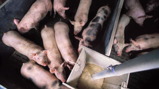 La marge sur coût alimentaire et renouvellement des naisseurs-engraisseurs français s’est établie à 2 069 € par truie présente en 2023. C'est une progression de 42 % par rapport à 2022. La marge sur coût alimentaire et renouvellement des naisseurs-engraisseurs français s’est établie à 2 069 € par truie présente en 2023. C'est une progression de 42 % par rapport à 2022.