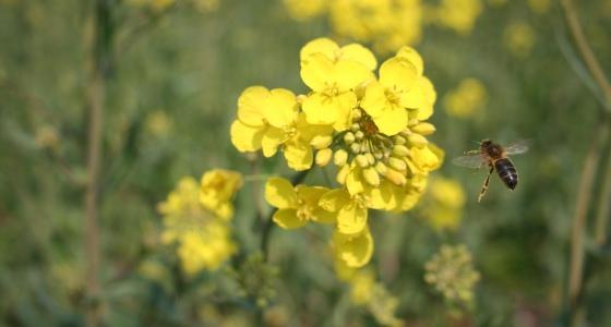 Abeille autour de colza