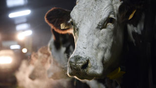3 796 foyers de maladie hémorragique épizootique (MHE) sont recensés en France au 24 janvier 2024 3 796 foyers de maladie hémorragique épizootique (MHE) sont recensés en France au 24 janvier 2024