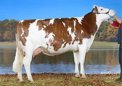 AURORE (MASOLINO-ET AB x JOUEUR) à Rey Jean-Pierre et Pascal, 2126 Les Verrières, Grande championne