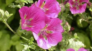 La grande mauve pousse spontanément le long des chemins. La grande mauve pousse spontanément le long des chemins.