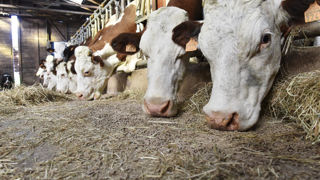 L'aide bovine à l'UGB concerne les bovins allaitants, laitiers et mixtes. L'aide bovine à l'UGB concerne les bovins allaitants, laitiers et mixtes.