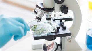 Les europdéputés souhaitent que tous les végétaux NTG restent interdits dans la production biologique. Les europdéputés souhaitent que tous les végétaux NTG restent interdits dans la production biologique.