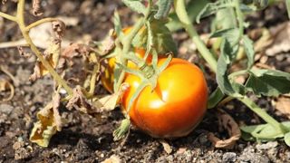 Panzani travaille avec l'entreprise « Le Panier provençal » pour développer une filière de tomate française. Panzani travaille avec l'entreprise « Le Panier provençal » pour développer une filière de tomate française.