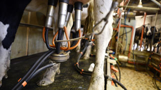 Sur l’année 2023, la collecte de lait de vache a reculé de 3,1 % en France, et cette baisse se poursuivait sur le début de 2024. Sur l’année 2023, la collecte de lait de vache a reculé de 3,1 % en France, et cette baisse se poursuivait sur le début de 2024.