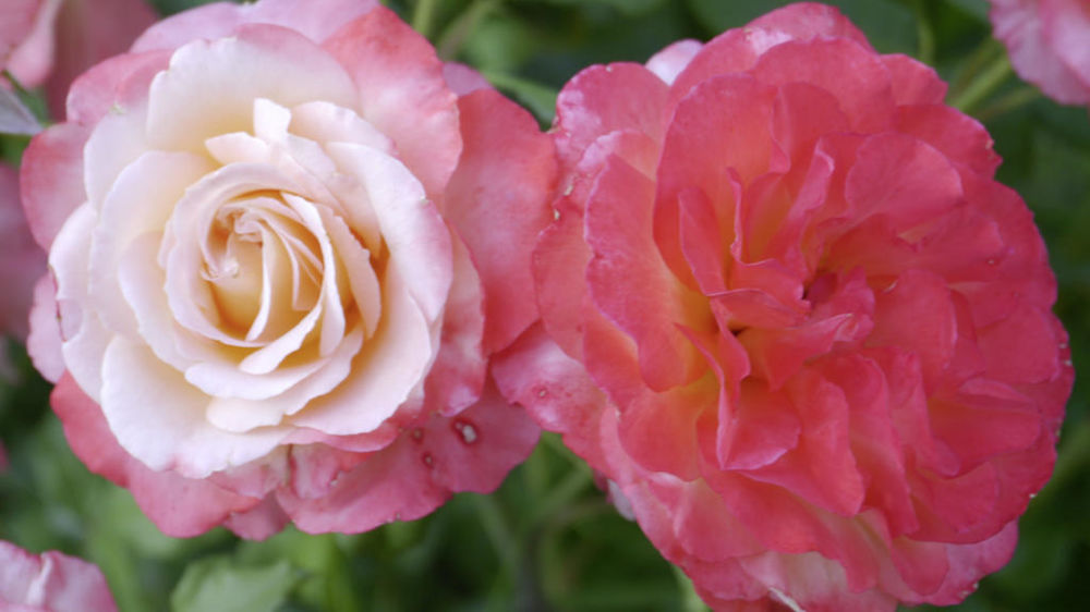 Rosa 'Rosine et Figaro', CRocorde 2.