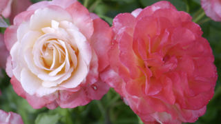 Rosa 'Rosine et Figaro', CRocorde 2.