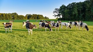 Le pâturage atténue légèrement et temporairement l'effet albédo des prairies. Le pâturage atténue légèrement et temporairement l'effet albédo des prairies.