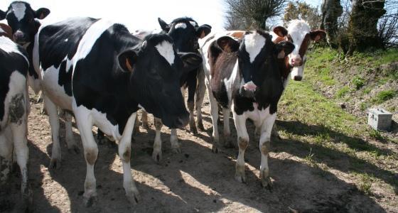 Génisses holstein