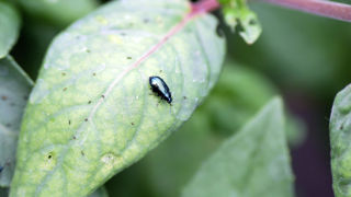 Altise (coléoptère phytophage) sur fuchsia en serre.