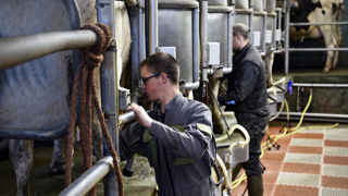 La semaine vise à répondre à la pénurie de main-d’œuvre qui touche le secteur. (Photo : sur une exploitation en Mayenne, un salarié s'occupe de la traite.) La semaine vise à répondre à la pénurie de main-d’œuvre qui touche le secteur. (Photo : sur une exploitation en Mayenne, un salarié s'occupe de la traite.)