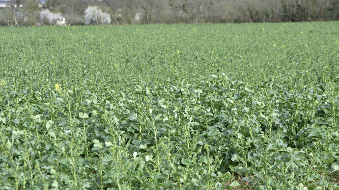 La nouvelle fiche action liste 174 variétés de colza qui donnent droit à des certificats d'économie de produits phytosanitaires.