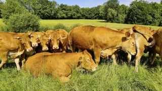 Les étés chauds et secs pénalisent la qualité de l’eau et des ressources alimentaires. Les étés chauds et secs pénalisent la qualité de l’eau et des ressources alimentaires.