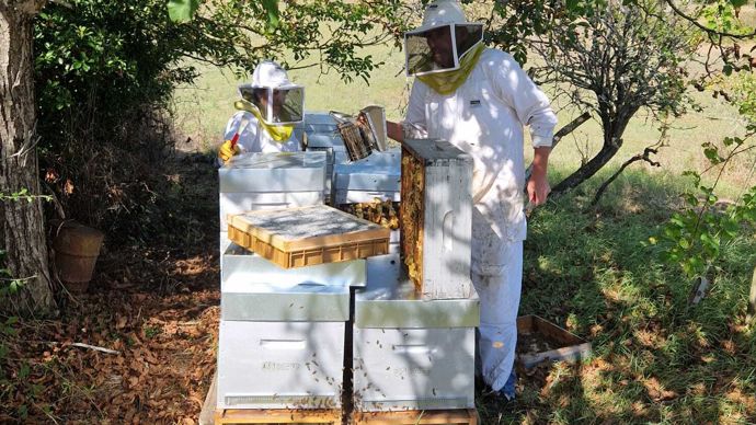 Depuis le printemps 2023, des adhérents de Vivadour se font apiculteurs. En ce mois de février viennent donc de sortir les premiers pots de ce miel 100% gersois.