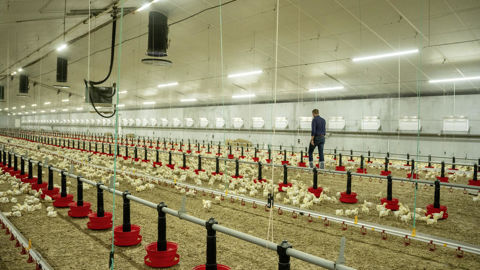 Unéal met en avant les intérêts économiques et agronomiques de la mise en place d’un atelier volaille sur une exploitation céréalière.