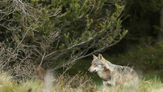 "Il est essentielle que le gouvernement français se positionne pour le déclassement des loup lors de la réunion du conseil des ministres européens le 25 mars", souligne Michèle Boudoin, présidente de la Fédération nationale ovine. "Il est essentielle que le gouvernement français se positionne pour le déclassement des loup lors de la réunion du conseil des ministres européens le 25 mars", souligne Michèle Boudoin, présidente de la Fédération nationale ovine.