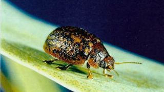 T. sloanei adulte T. sloanei adulte