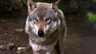 « La réalité aujourd’hui, c’est un effectif compris entre 2 500 et 3 000 loups », révèle Fabrice Pannekoucke, vice-président de la Région Rhône-Alpes. « La réalité aujourd’hui, c’est un effectif compris entre 2 500 et 3 000 loups », révèle Fabrice Pannekoucke, vice-président de la Région Rhône-Alpes.