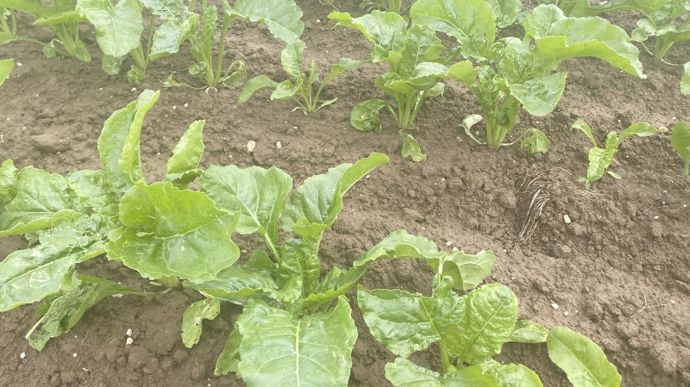 Le nombre d'herbicides appliqués par hectare traité est passé de 13,5 en 2022 à 11,7 en 2023.