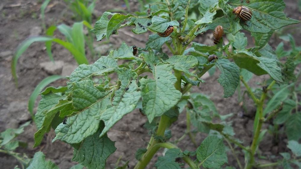 En pommes de terre, le marché des insecticides a nettement progressé en 2023 du fait de la pression des doryphores.