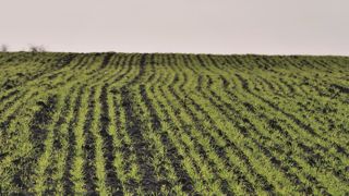 L'état des céréales à paille d'hiver est plutôt dégradé par rapport aux années précédentes. L'état des céréales à paille d'hiver est plutôt dégradé par rapport aux années précédentes.
