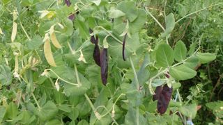 Nains, mangetout ou à rames... les variétés de petits pois sont nombreuses pour le potager. Nains, mangetout ou à rames... les variétés de petits pois sont nombreuses pour le potager.