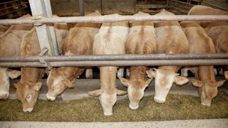 En janvier 2024, les abattages de jeunes bovins de type viande ont progressé de 5 % par rapport 2023. En janvier 2024, les abattages de jeunes bovins de type viande ont progressé de 5 % par rapport 2023.