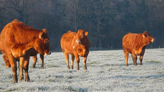 Grâce au pâturage hivernal, la ferme expérimentale de Thorigné-d'Anjou valorise 85 % de l'herbe disponible et gagne en MAT à la repousse. Grâce au pâturage hivernal, la ferme expérimentale de Thorigné-d'Anjou valorise 85 % de l'herbe disponible et gagne en MAT à la repousse.