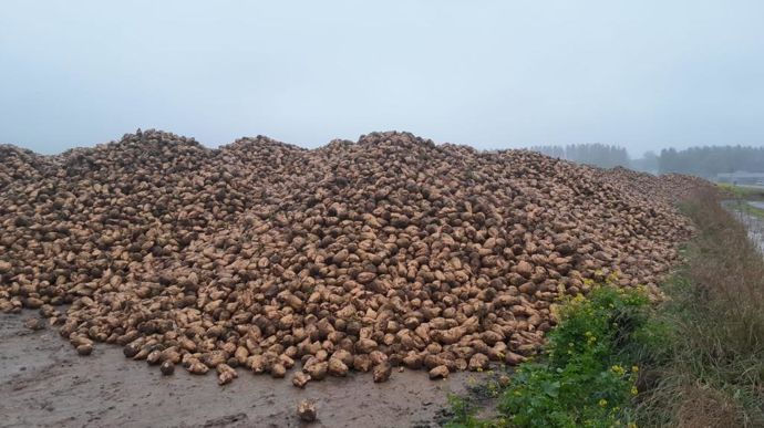 Les cinq mesures annoncées par Tereos, lundi 11 mars, concernent la tare terre, le stockage et la conservation des betteraves.