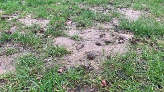 La restauration de prairie s'anticipe dès le début de la saison, pour adapter ses pratiques culturales et préparer et re ou sursemis. La restauration de prairie s'anticipe dès le début de la saison, pour adapter ses pratiques culturales et préparer et re ou sursemis.