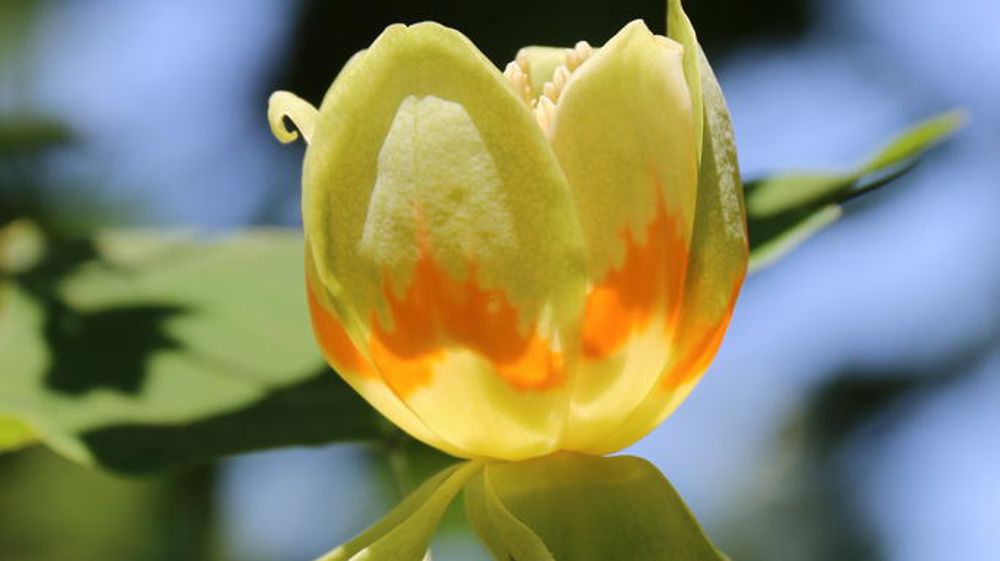 Liriodendron tulipifera Emerald City JFS-OZ.