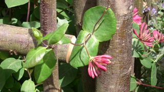 Après un hiver doux, un nettoyage est nécessaire avant le printemps pour contrôler le volume d’une variété grimpante de chèvrefeuille.