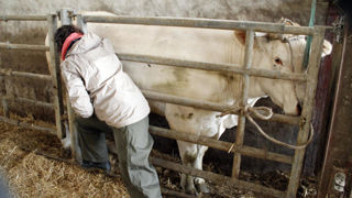 La mission diligentée par le ministère de l’Agriculture ne dispose pas d’éléments chiffrés sur le nombre d'animaux d'élevage suivis par des ostéopathes. La mission diligentée par le ministère de l’Agriculture ne dispose pas d’éléments chiffrés sur le nombre d'animaux d'élevage suivis par des ostéopathes.